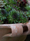 Feature pot, Succulents
